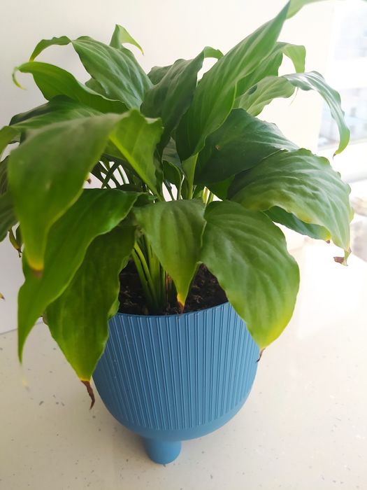 Кімнатні рослини, вазони