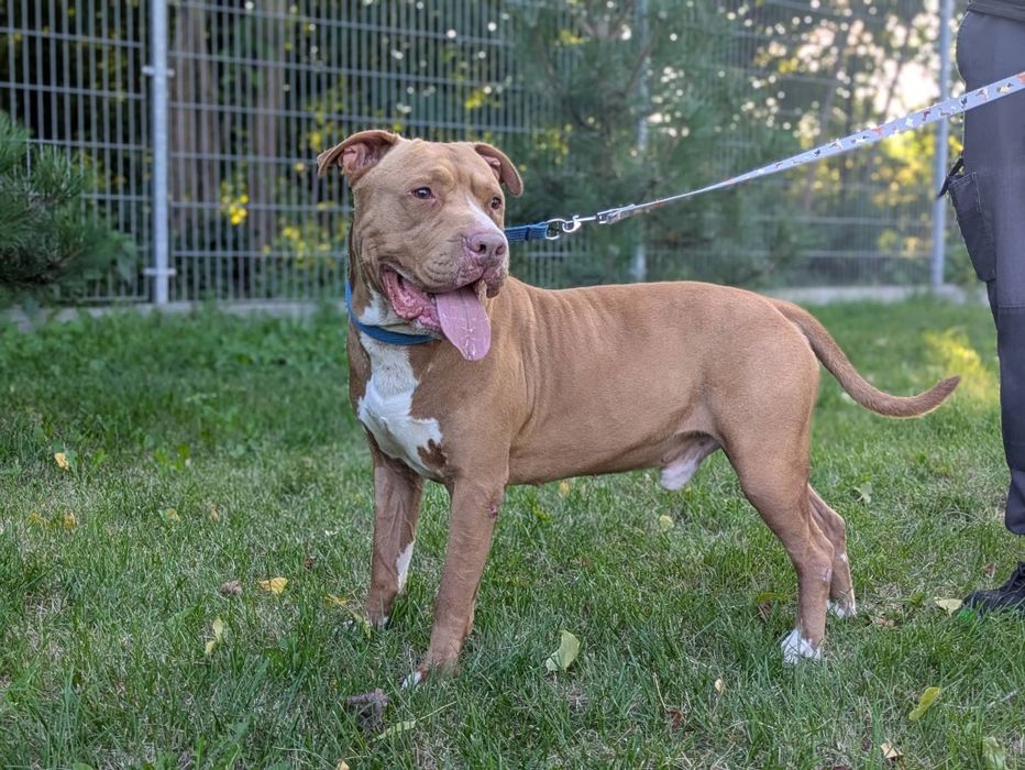 Amstaff szuka odpowiedzialnego domu