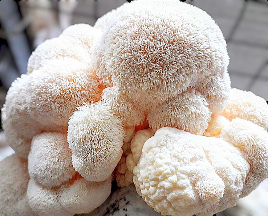 Ежевик гребенчатый (плоды + мицелий) сухой и перемолотый - 100 грамм!