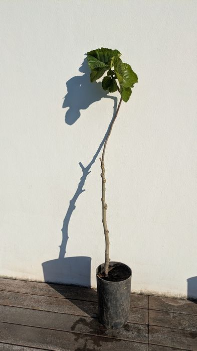 Figueira que produz digo grandes e doces.