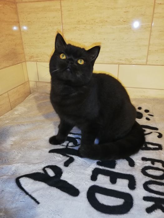 Kot kotki kocięta koty brytyjskie