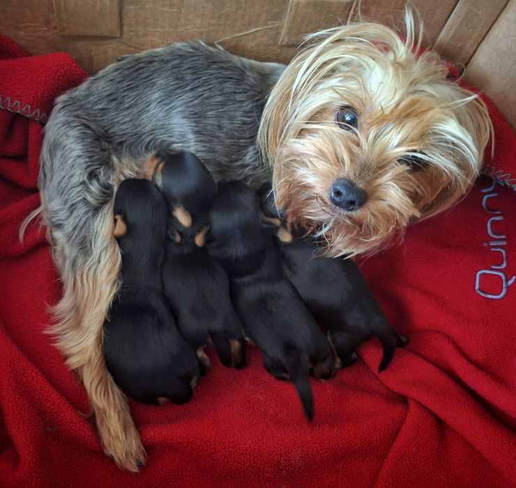 Yorkshire terrier suczki