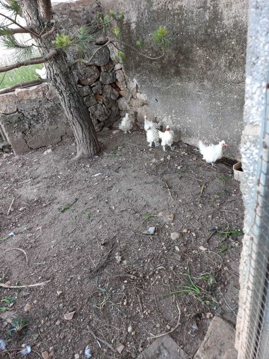 Vendo um casal de galinhas brancas