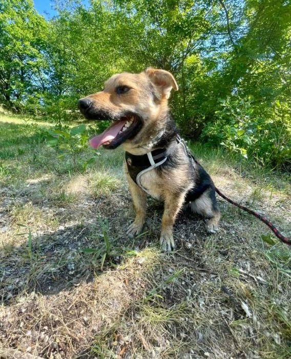 Bilonek- mały psiak bez ogonka