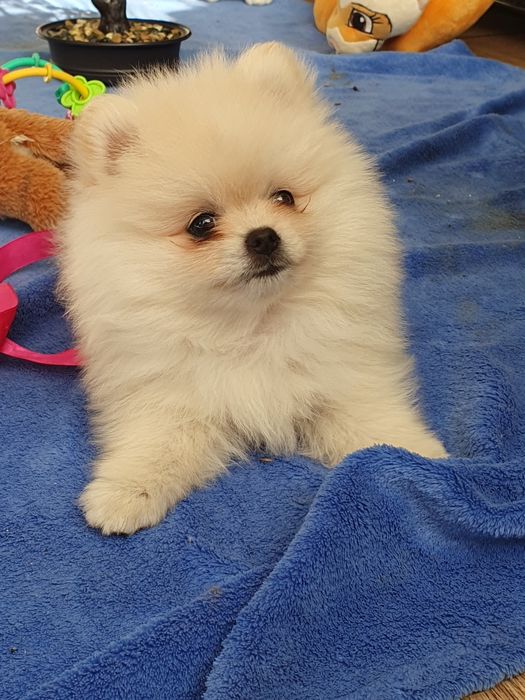 Szpic miniaturowy pomeranian/Malutka sunia
