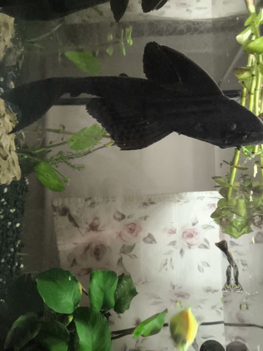 Glonojad zbrojnik  duży  dorosły 25 cm