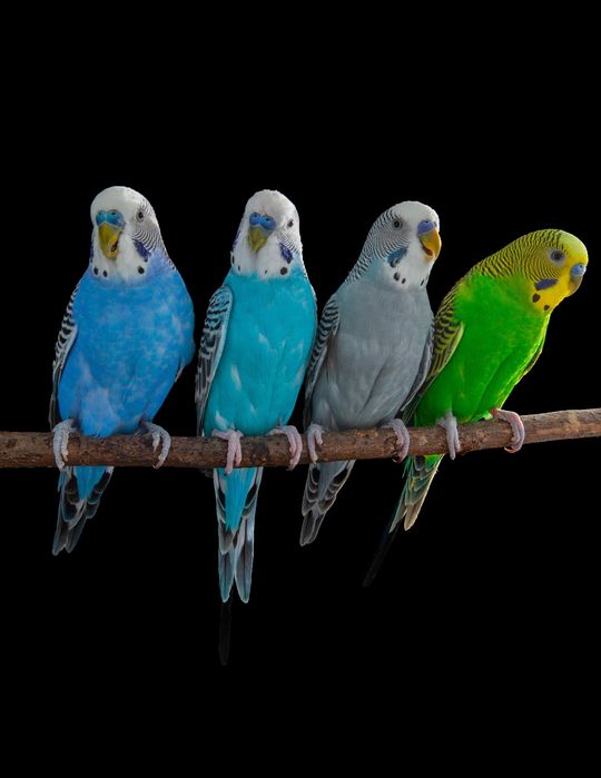 Periquitos várias mutações