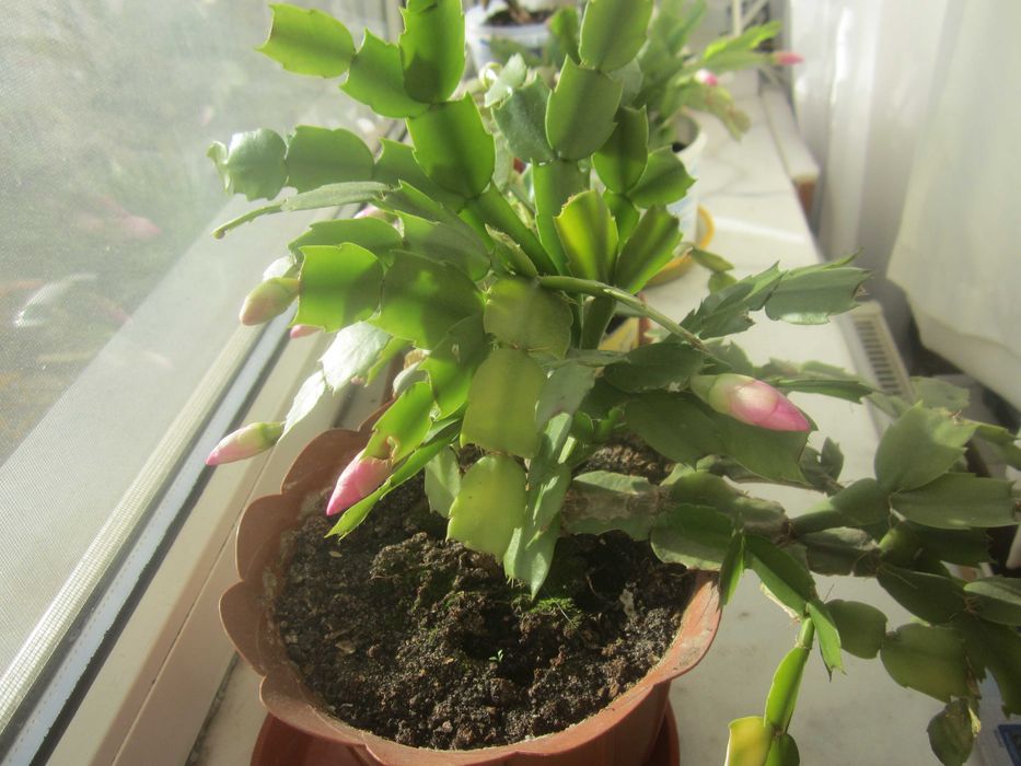 Цветок рождественник Schlumbergera (розовый)