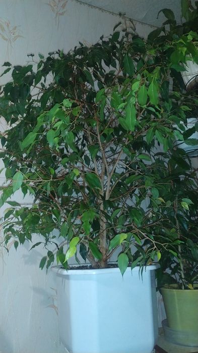 Фікус Бенджаміна, кімнатна рослина, фикус Бенджамина, комнатнотное ра