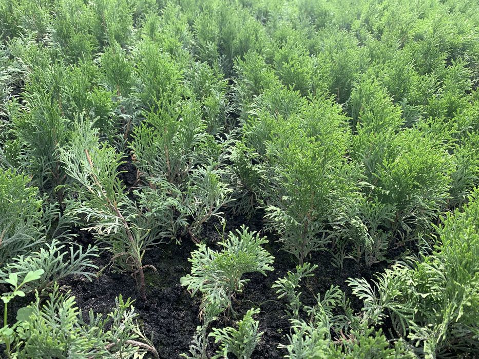 Вкорінені черінки туї,ялівця,самшиту