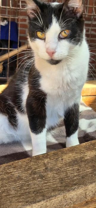 Kocur szuka kochającego domu