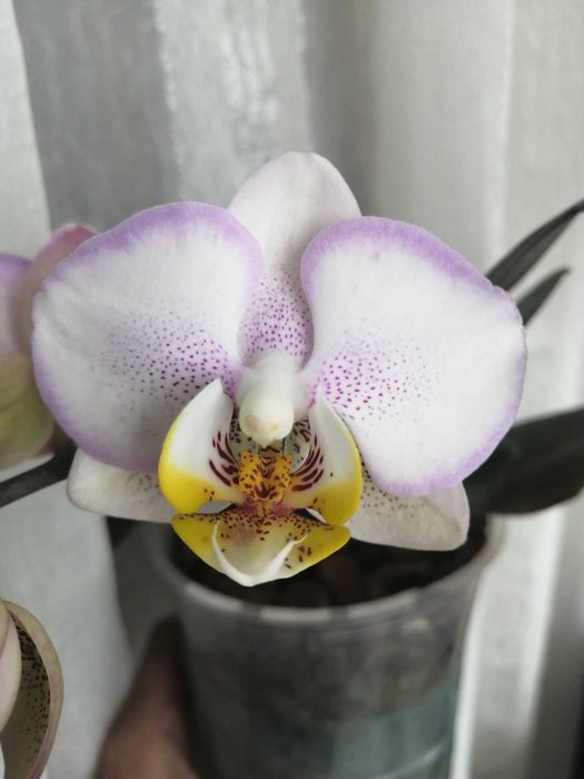 Орхидея Фаленопсис мультифлора Carola (КАРОЛА)