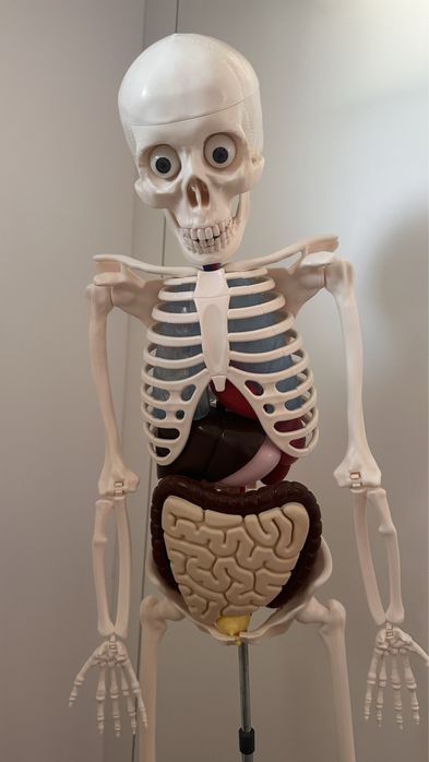 Coleção para criança esqueleto parte 1 mais parte 2 - corpo humano