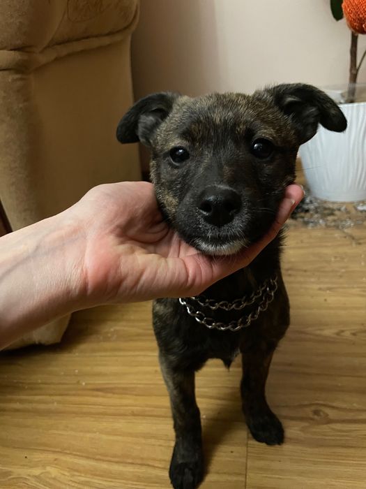 Собачка дівчина. 4 місяці. Дуже хоче жити в хаті.