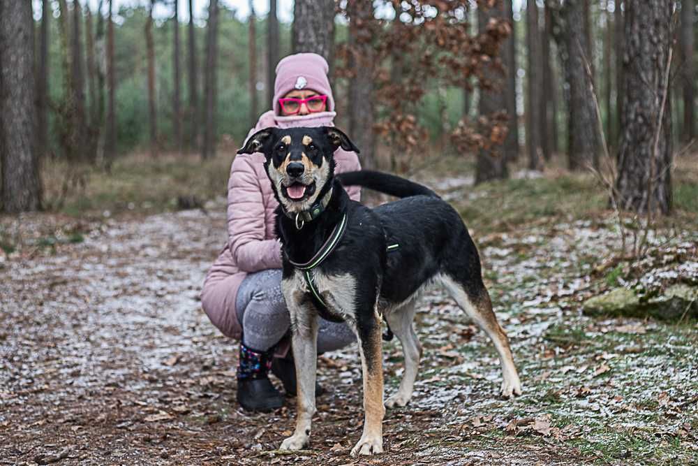 Pluto - duży, zwariowany, energiczny psiak szuka fajnego człowieka