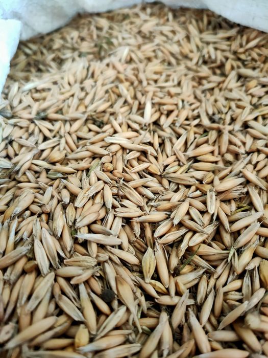 Продам овес 8 грн/кг