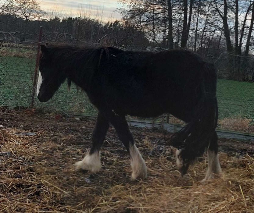 Ogierek tinker i miks