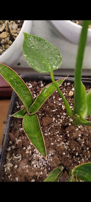 Гілд едж високорослий Філодендрон біркін