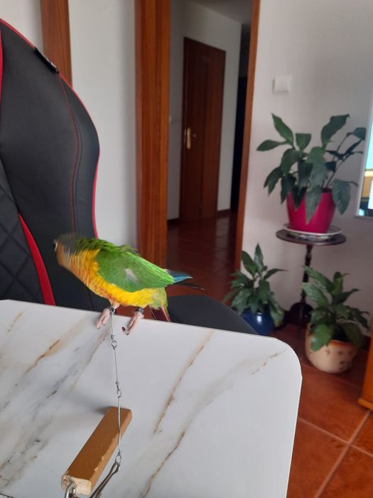 Pirruas domesticadas em poleiro.