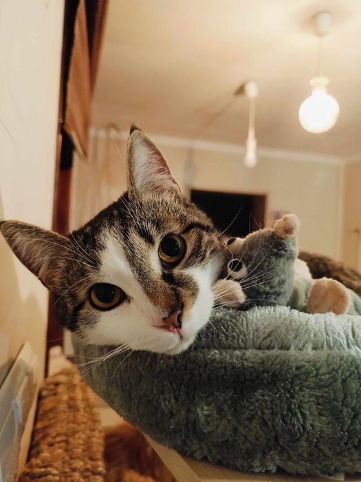 Uroczy Michaś szuka domku