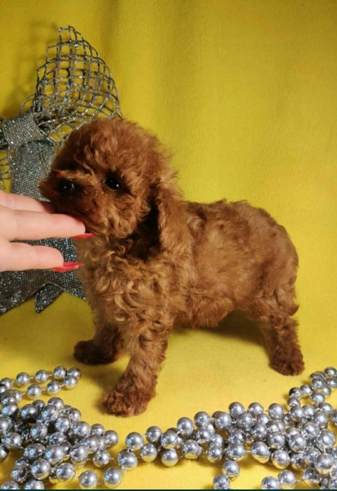 ‼️Мальчик в разведение Китай ‼️