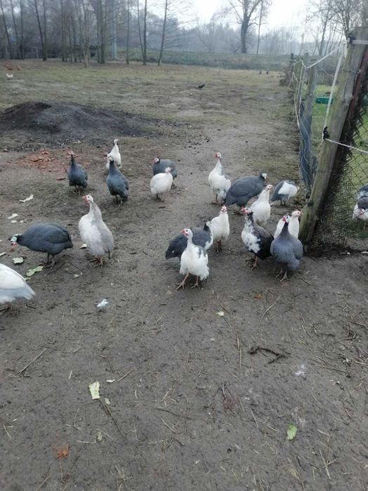 Sprzedam kury gęsi perliczki