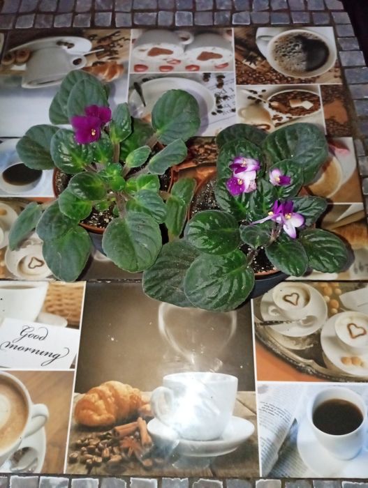 Антуріуми -символ кохання.Та інші декоративно -листяні кімнатні квіти