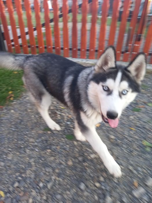 Oddam suke husky