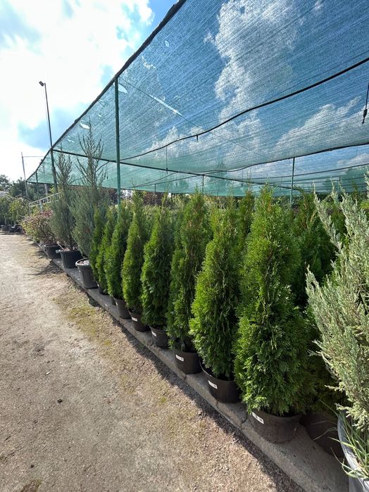 Туя Smaragd 80см - 130см | В горщиках