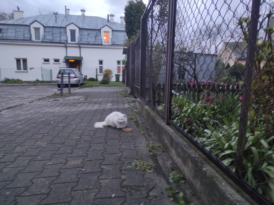 Czyj ten kotek cały biały chyba kotka ,na pewno jest kogoś .