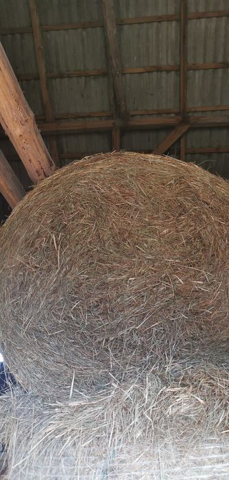 Siano dla koni, 1 pokos