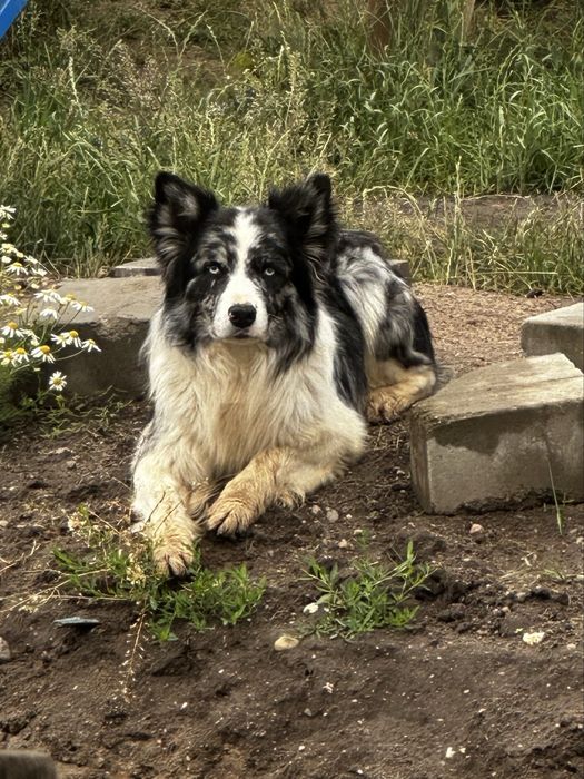 Pies Border collie Blue merle z rodowodem