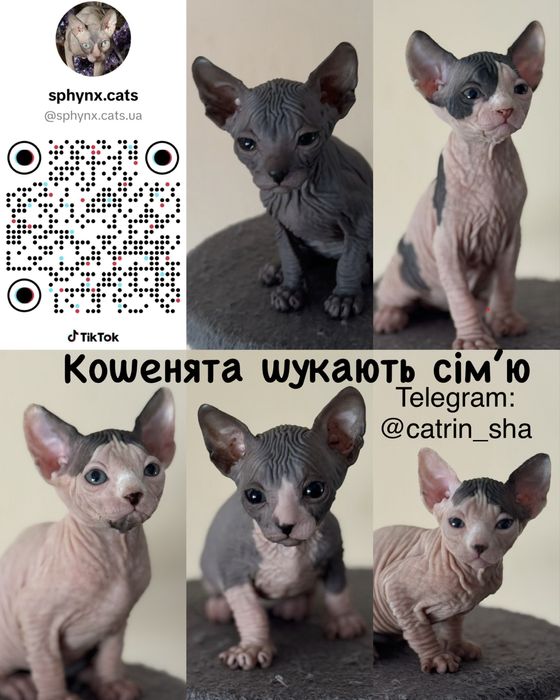 Канадський сфінкс кошенята, канадский сфинкс котята