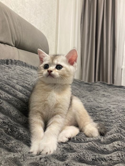 Шотландський шиншиловий котик