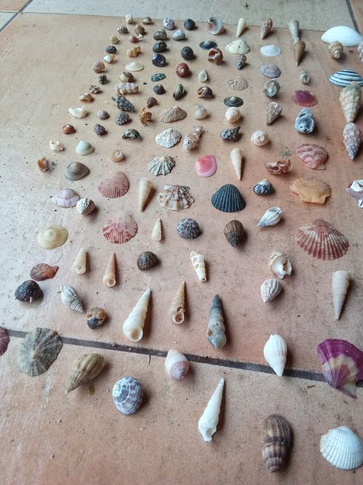 Conchas e búzios variados