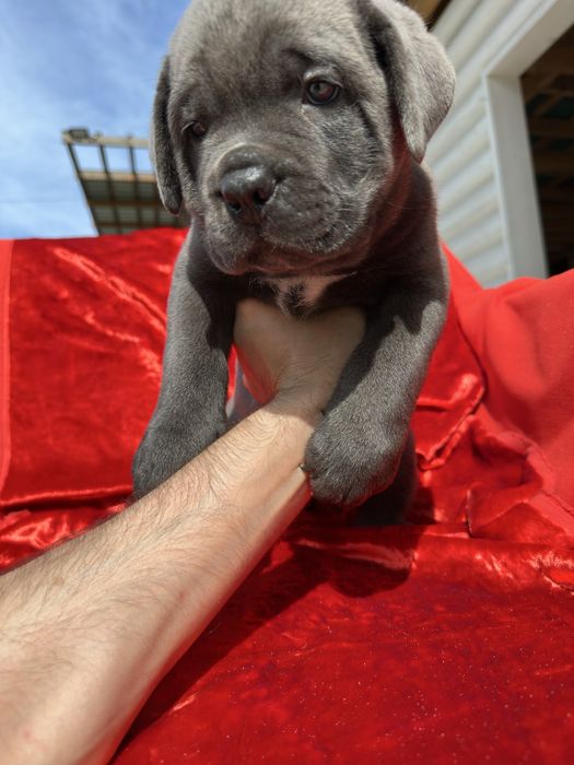 Голубий Кане-Корсо 2 міс хлопчик Рамзан