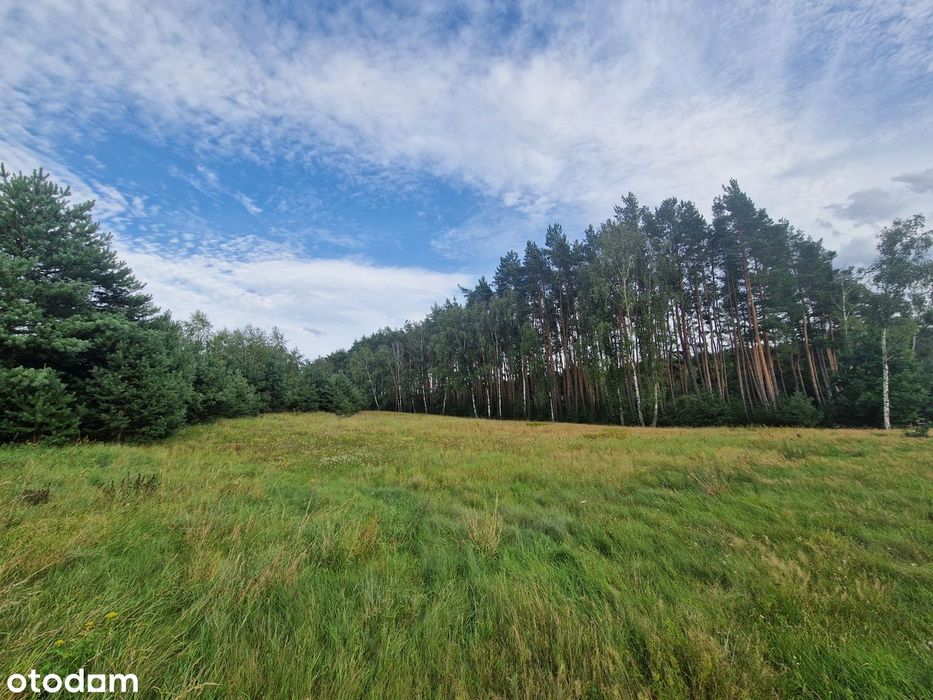 Chorzępowo działka budowlana 2295 m2 JEZIORO pod lasem MPZP Sieraków
