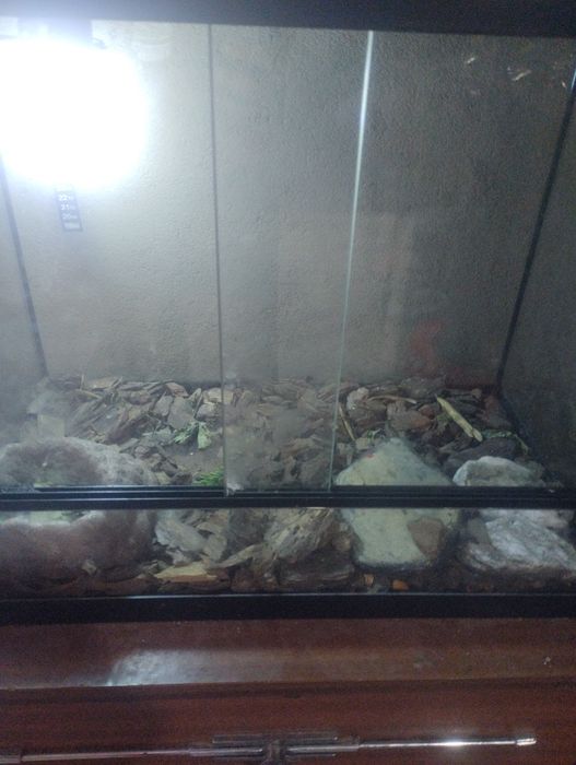 Terrário para repteis
