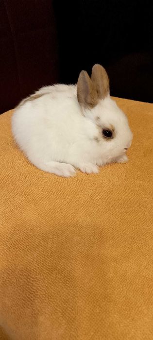 Króliczki miniaturki oswojone