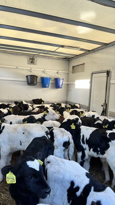 Sprzedam cielaki cielęta