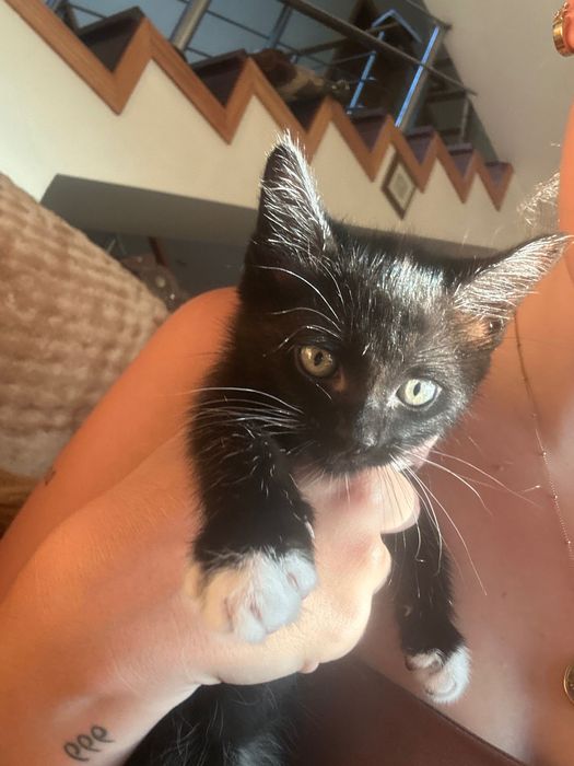 Gatinhas para adoção.