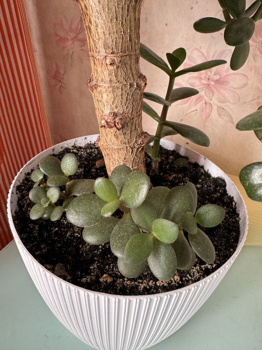 Толстянка денежное дерево традесканция фикус хлорофитум