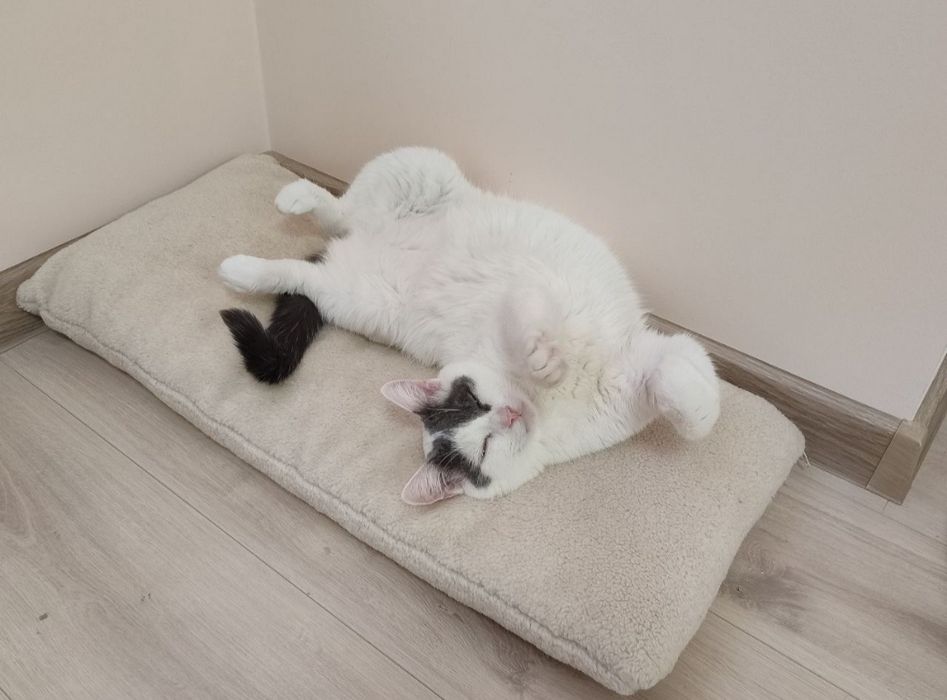 Сніжок  (Снічик)