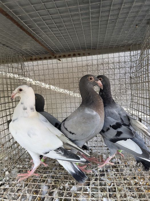Sprzedam gołębie rzeszowskie