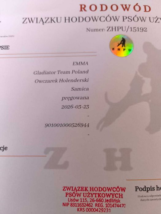 Owczarek holenderski suczka