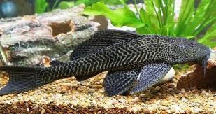 Плекостомус рибка акваріумна