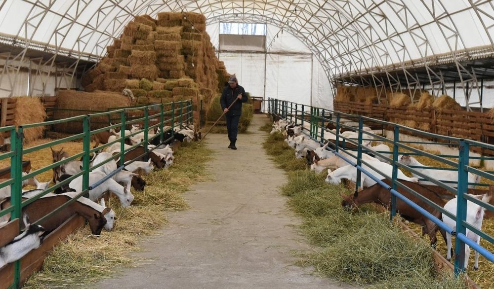 ‼️СІНО З ДОСТАВКОЮ от 1 шт, сено в тюках мешках (пырей). Большие объёмы. Отличное качество.