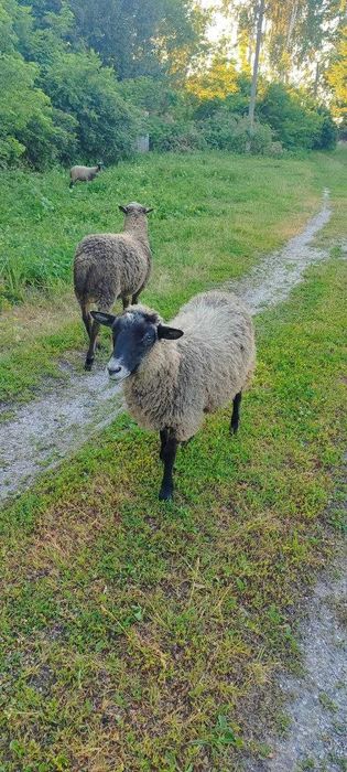 Продам овець і баранчиків романівської породи