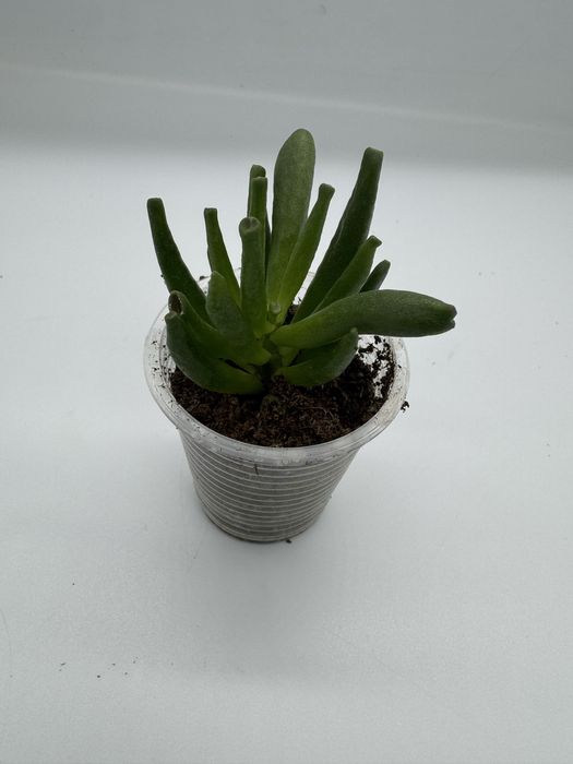 Красула хобіт Coral хавортія