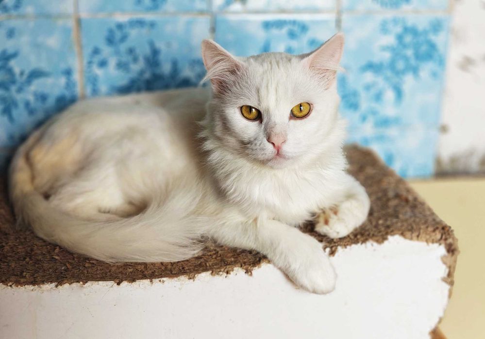 Білий пухнастик, ніжний котик Зефір, 1р. Кіт, кошеня